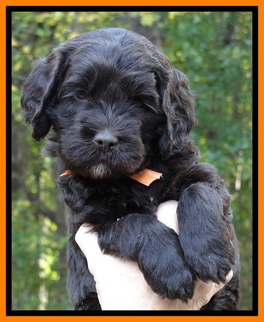 Paris Deacon pups 5 wks old 20200