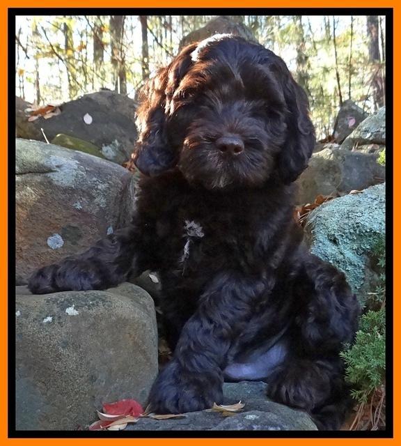 Paris Deacon pups 8 wks old 151