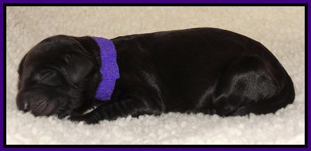 Paris Deacon newborn pups 81