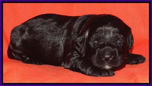 Paris Deacon pups 2 wks old 171