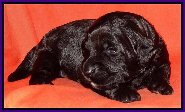 Paris Deacon pups 2 wks old 181