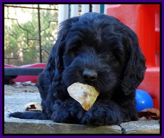 Paris Deacon pups 7 wks old 221