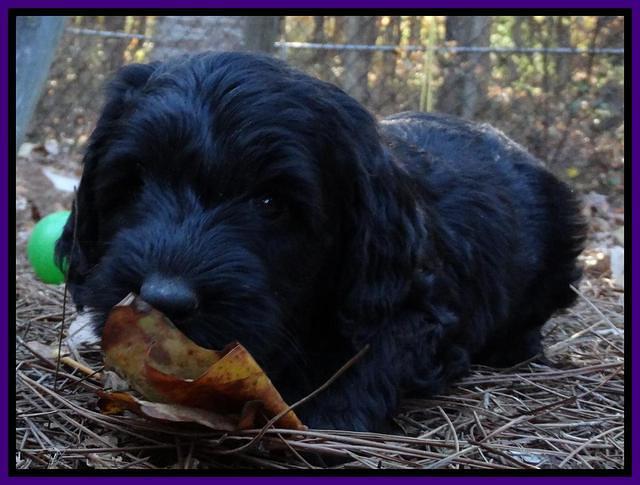 Paris Deacon pups 7 wks old 241
