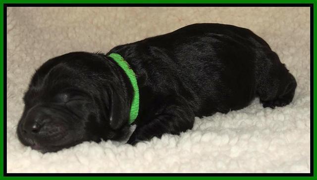 Paris Deacon newborn pups 151