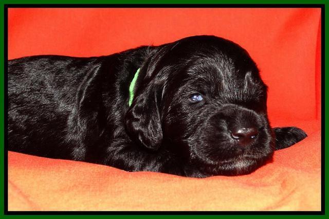 Paris Deacon pups 2 wks old 191