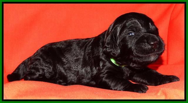 Paris Deacon pups 2 wks old 201