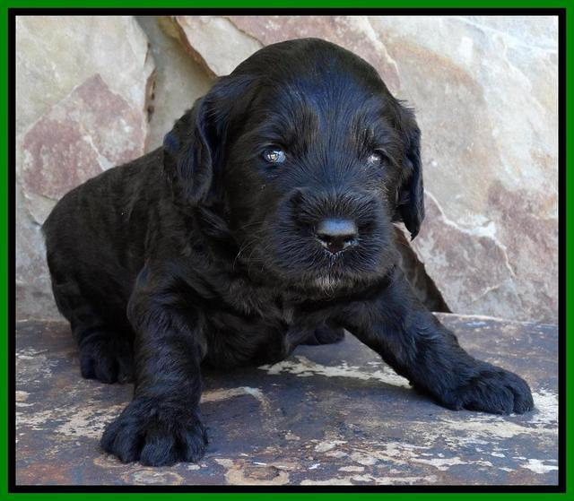 Paris Deacon pups 3 wks old 191