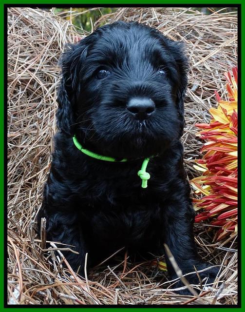 Paris Deacon pups 4 wks old 261
