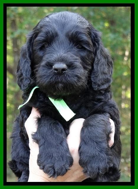 Paris Deacon pups 5 wks old 15200