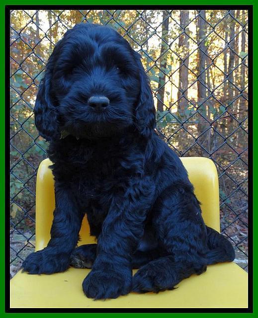 Paris Deacon pups 6 wks old 111