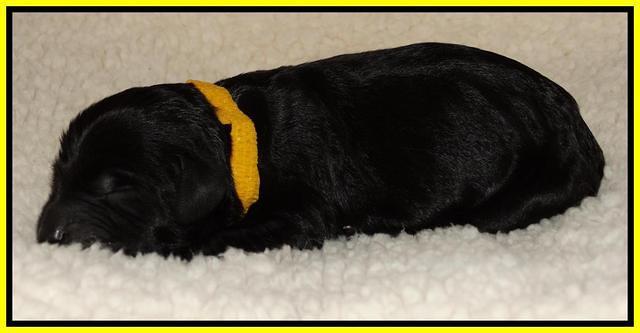 Paris Deacon newborn pups 111