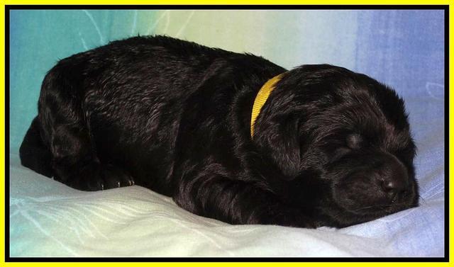 Paris Deacon pups 1 wk old 341