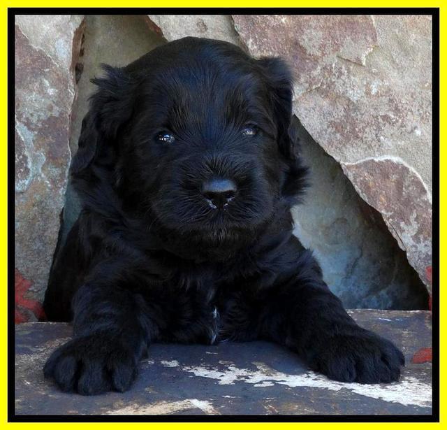 Paris Deacon pups 3 wks old 221