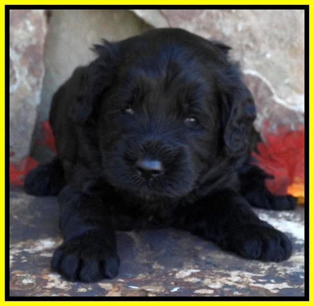 Paris Deacon pups 3 wks old 231