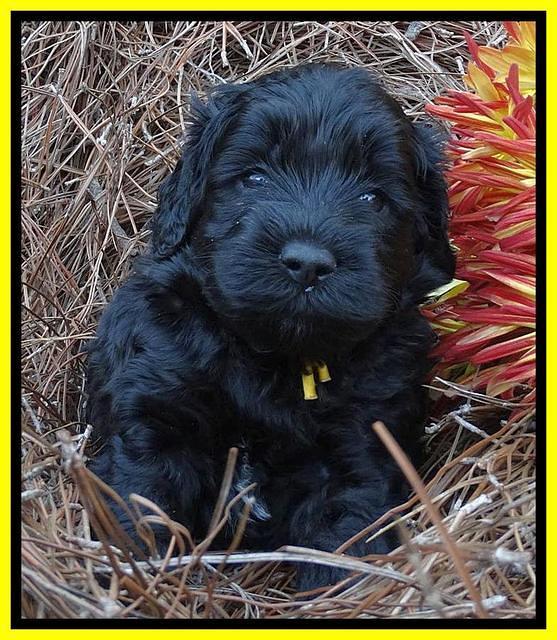 Paris Deacon pups 4 wks old 281