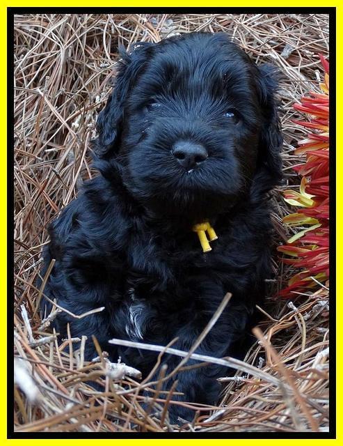 Paris Deacon pups 4 wks old 291