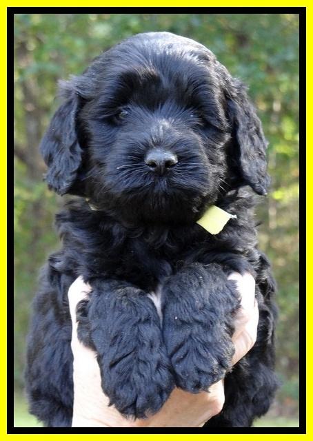 Paris Deacon pups 5 wks old 26200