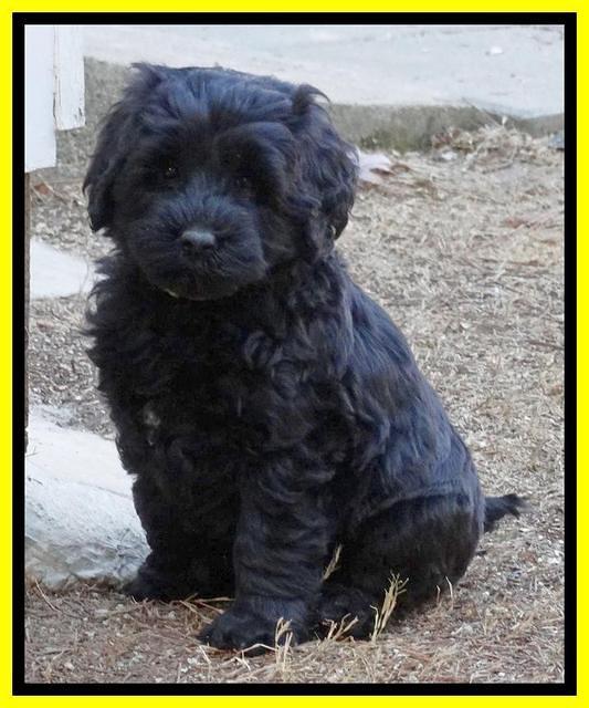 Paris Deacon pups 7 wks old 261