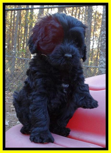 Paris Deacon pups 7 wks old 291