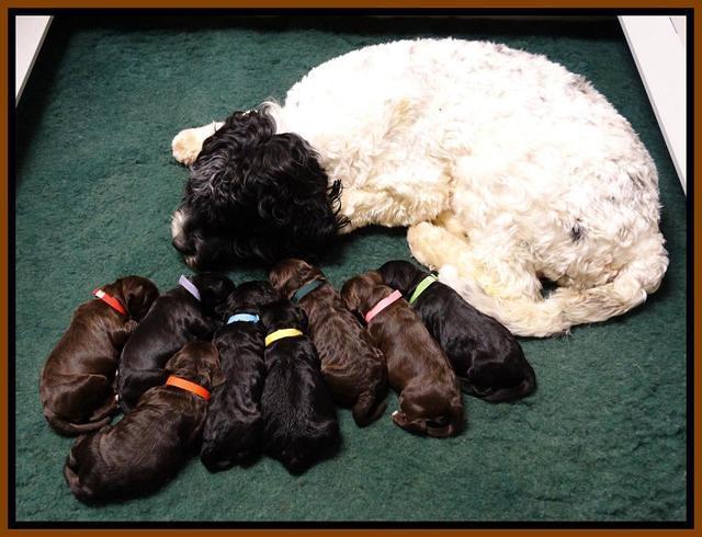 Paris Deacon pups 1 wk old 11
