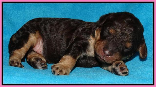 Shelby Armani pups 1 wk old 41