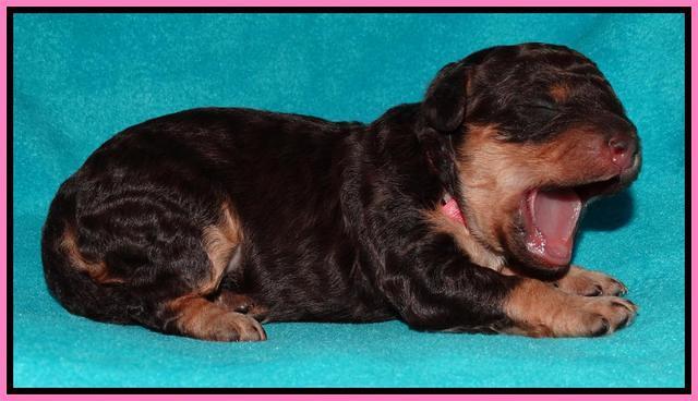 Shelby Armani pups 1 wk old 51