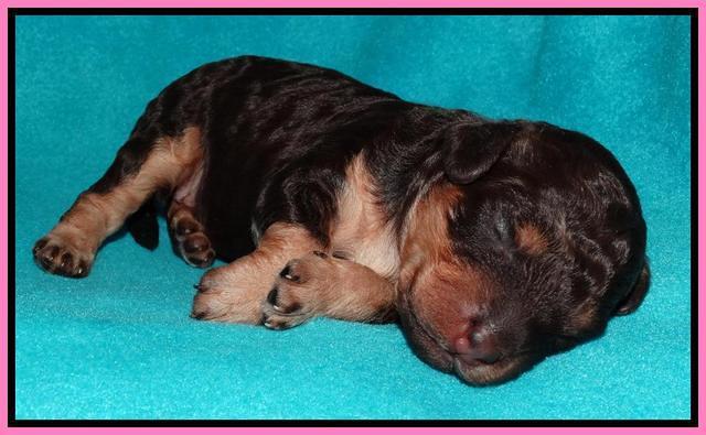 Shelby Armani pups 1 wk old 81