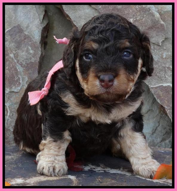 Shelby Armani pups 3 wks old 11