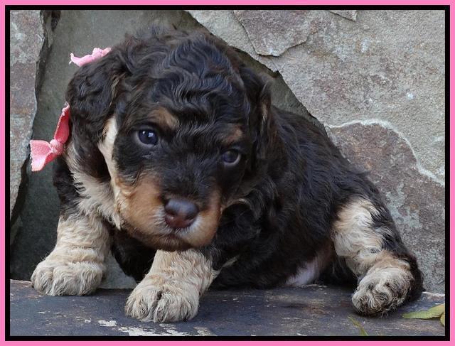 Shelby Armani pups 3 wks old 31
