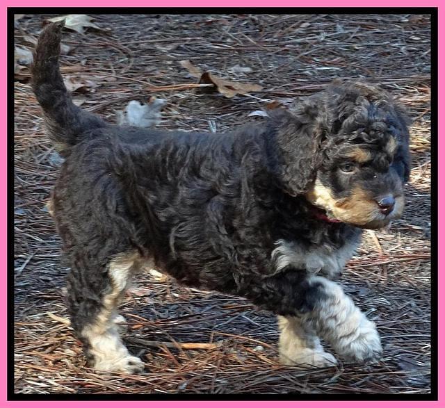 Shelby Armani pups 6 weeks old 101
