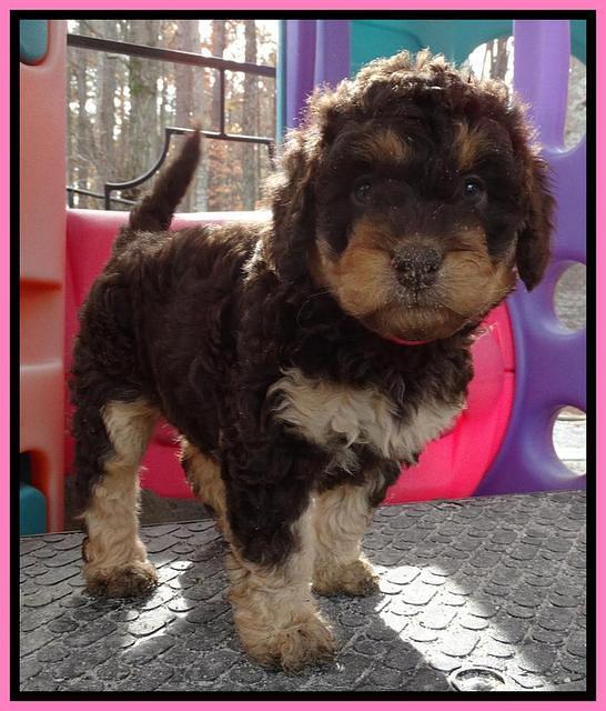 Shelby Armani pups 6 weeks old 10100