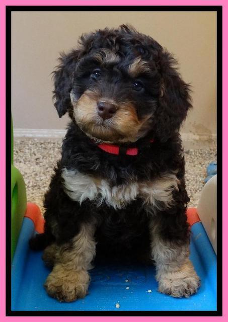 Shelby Armani pups 7 weeks old 131