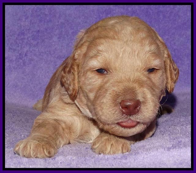Shelby Armani pups 2 wks old 61