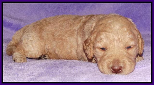 Shelby Armani pups 2 wks old 71
