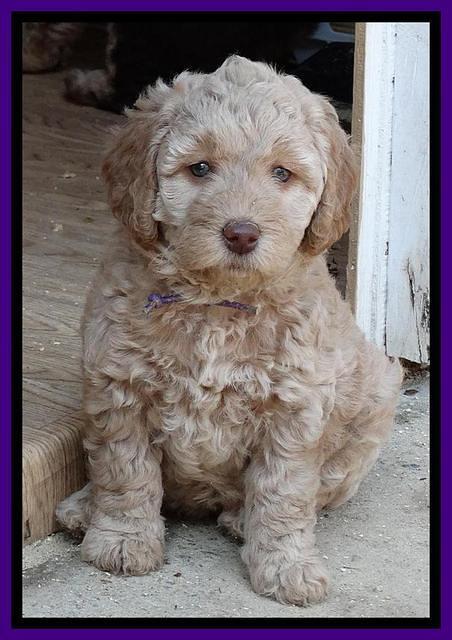 Shelby Armani pups 6 weeks old 111