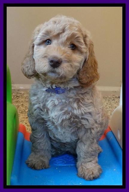 Shelby Armani pups 7 weeks old 161