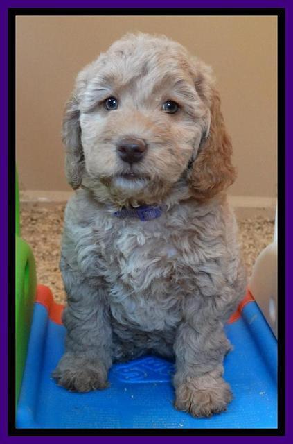 Shelby Armani pups 7 weeks old 171