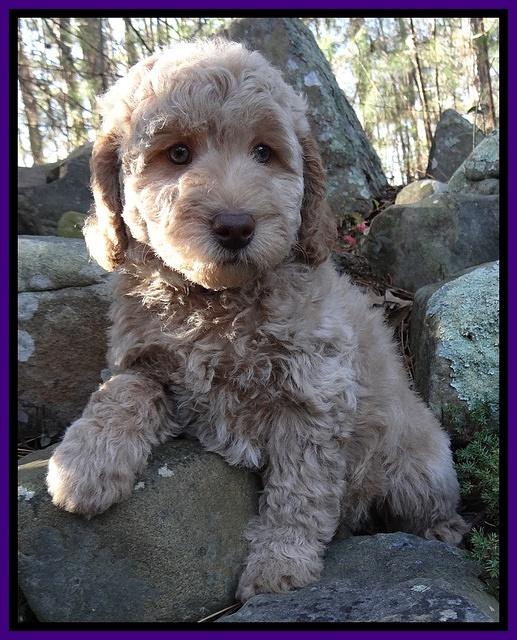 Shelby Armani pups 8 wks old 71