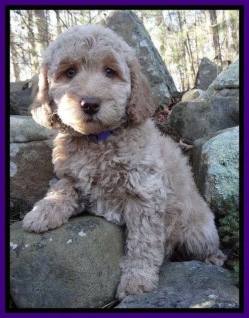 Shelby Armani pups 8 wks old 81