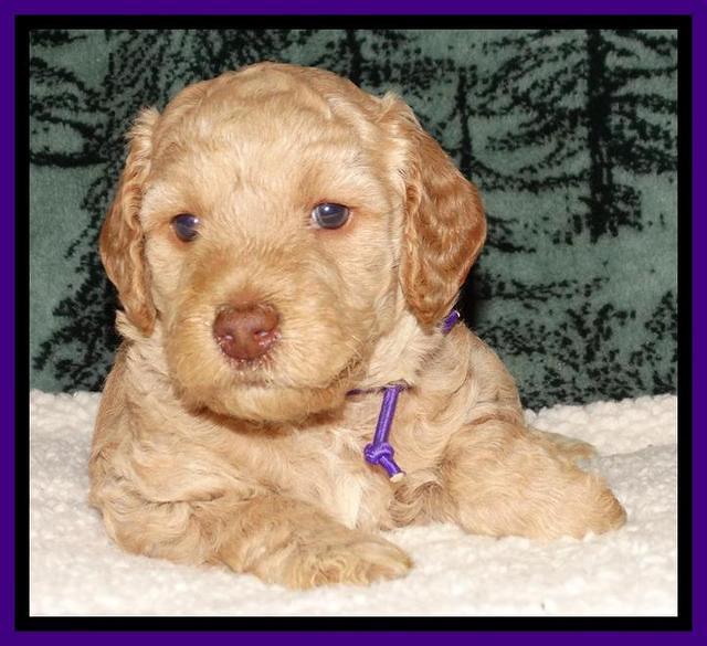 Shelby's pups 4 wks old 81