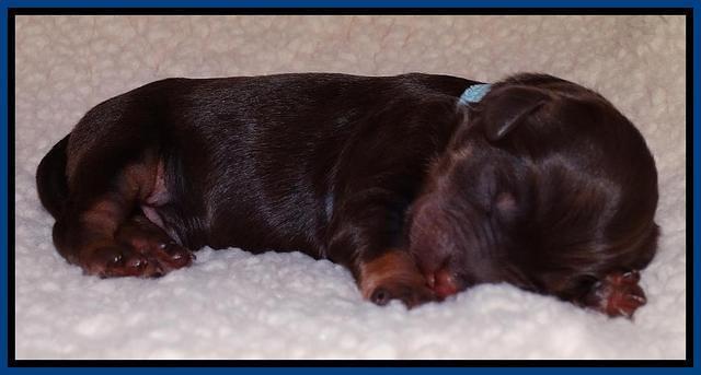 Shelby Armani newborn pups 71