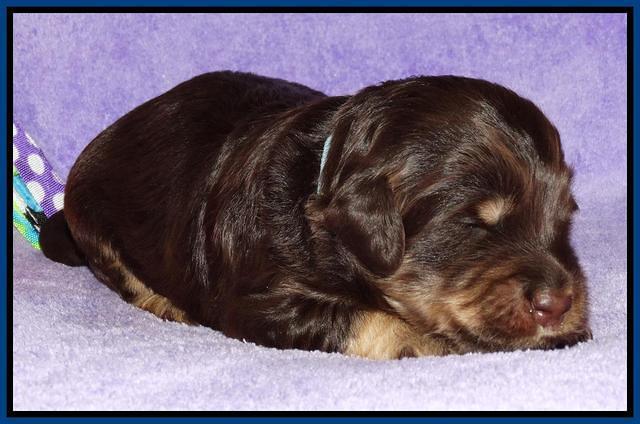Shelby Armani pups 2 wks old 81