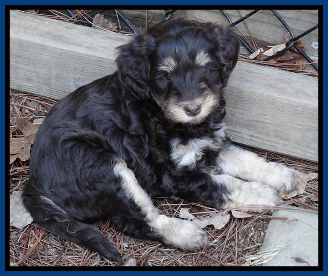 Shelby Armani pups 6 weeks old 161