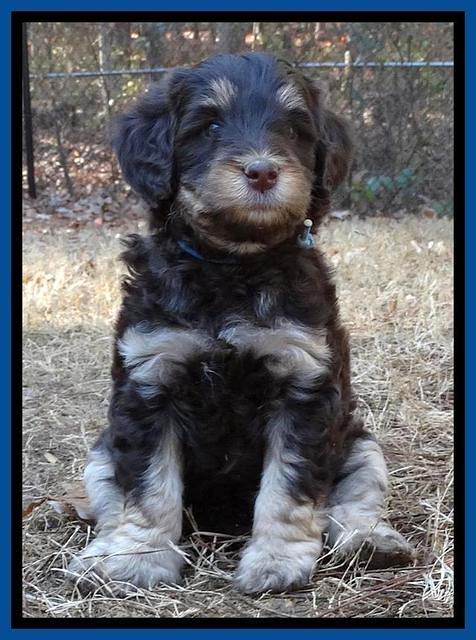 Shelby Armani pups 6 weeks old 181