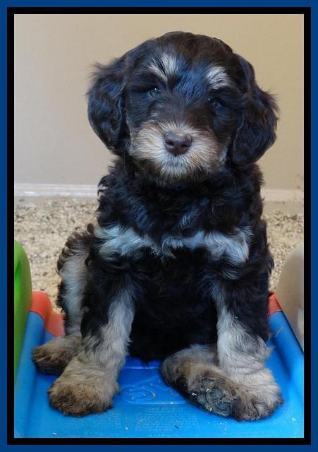 Shelby Armani pups 7 weeks old 201
