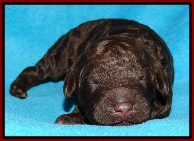 Shelby Armani pups 1 wk old 221