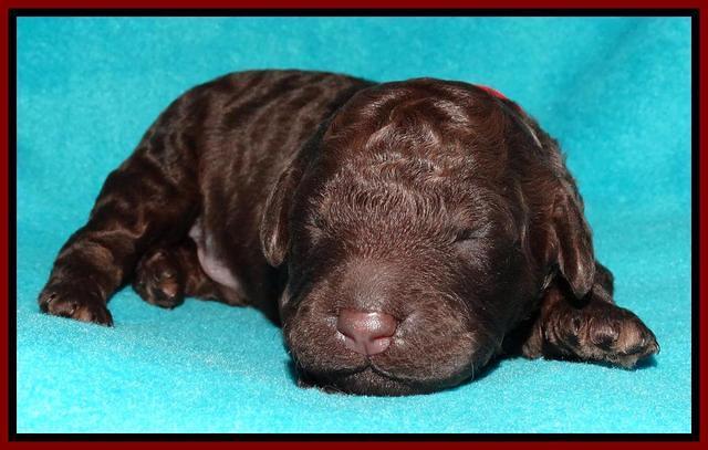 Shelby Armani pups 1 wk old 231