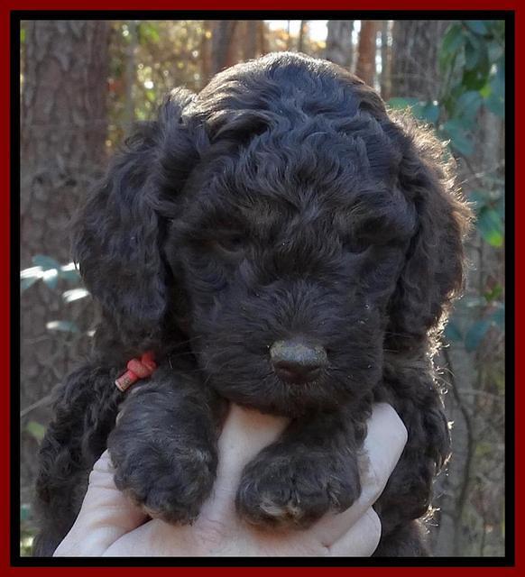 Shelby Armani pups 5 wks old 161