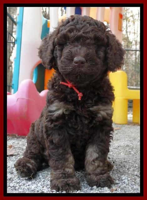 Shelby Armani pups 6 weeks old 25100