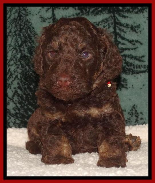 Shelby's pups 4 wks old 141